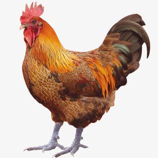 漂亮的公鸡免抠