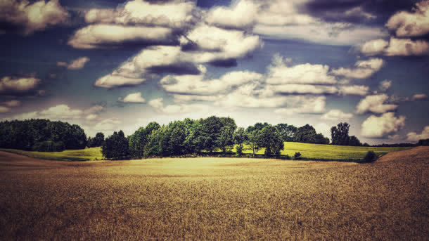 唯美天空白云金色麦田海报背景