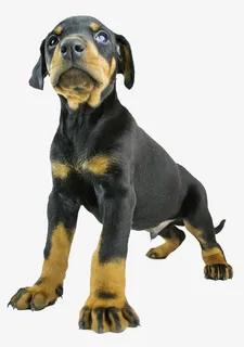 年轻的杜宾狗骄傲的耸立免抠