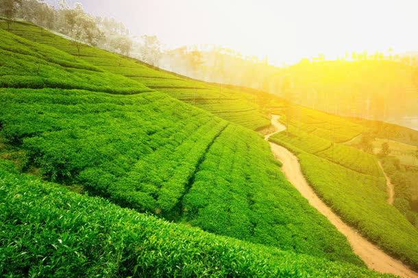 茶园风景免抠