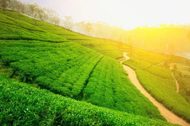茶园风景免抠