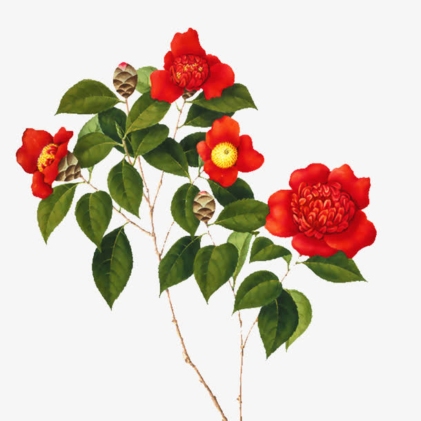工笔手绘红色茶花插画免抠