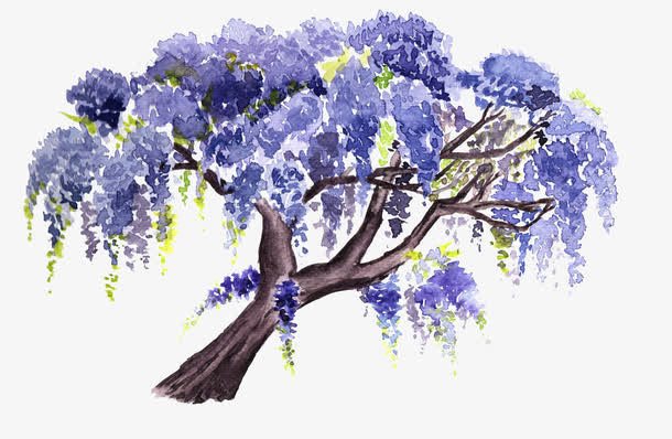 紫藤花之树免抠