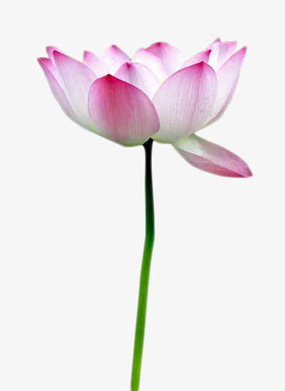 莲花免抠