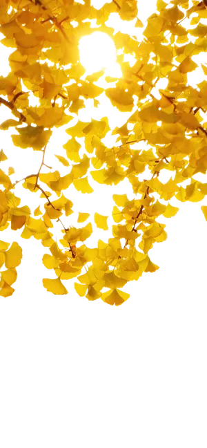 秋天银杏树叶元素高清