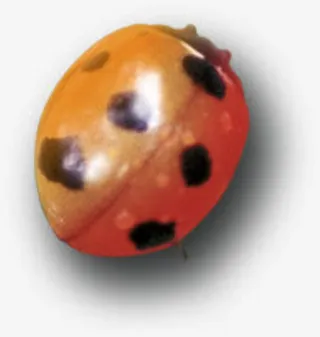 七星瓢虫立体图免抠