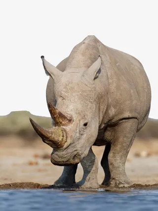 白色犀牛双角犀牛自然免扣免抠