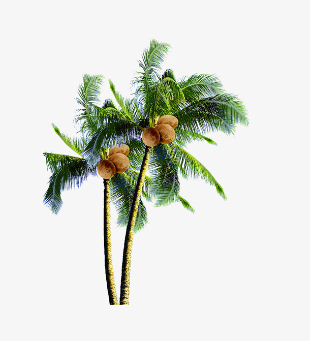 椰子树免抠