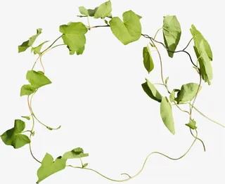 绿叶花圈免抠