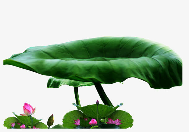荷叶免抠