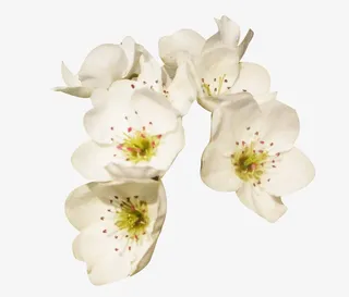 几朵梨花花瓣植物免抠