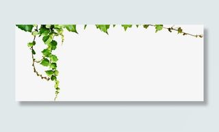 清新绿色树叶边框免抠
