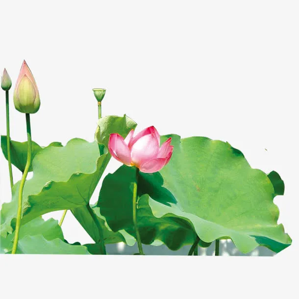 荷花素材免抠