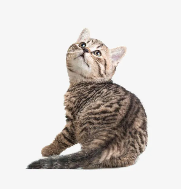 实物可爱萌萌的小猫免抠