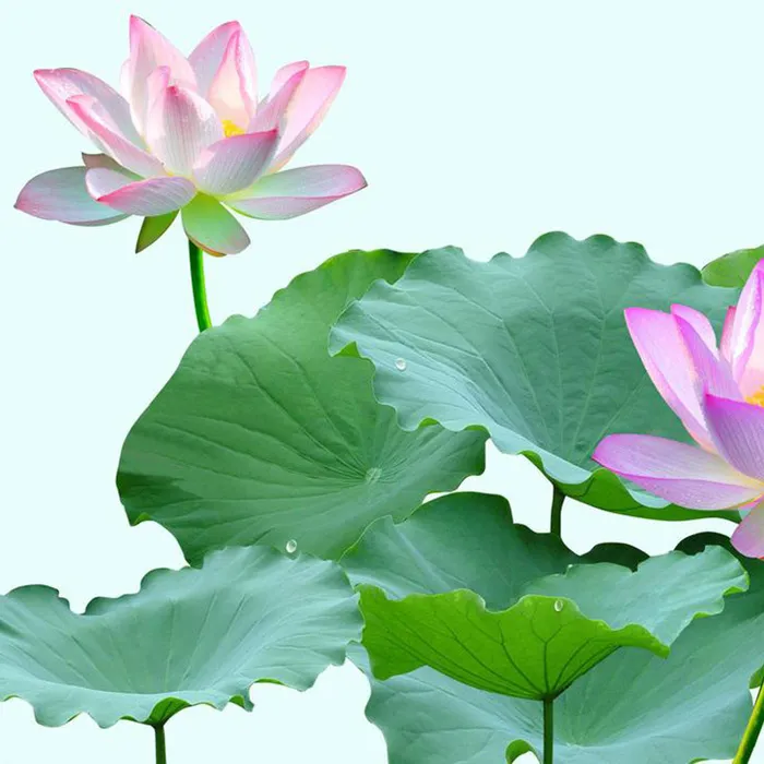 清新荷花背景高清