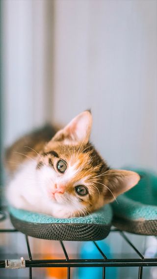 宠物可爱萌猫咪H5背景高清