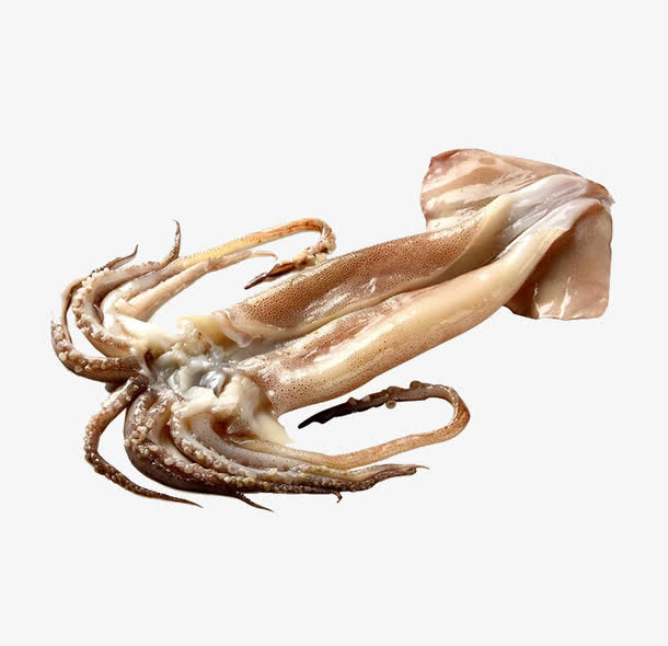 鱿鱼素材免抠