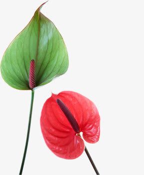 春天红绿色植物叶子免抠