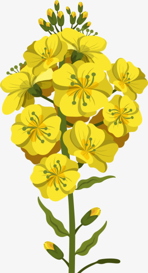 盛开的矢量黄色油菜花免抠
