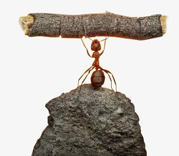 蚂蚁的力量也是无穷的免抠 蚂蚁的力量也是无穷的免抠