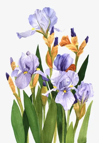 小清新手绘鸢尾草免抠系列免抠