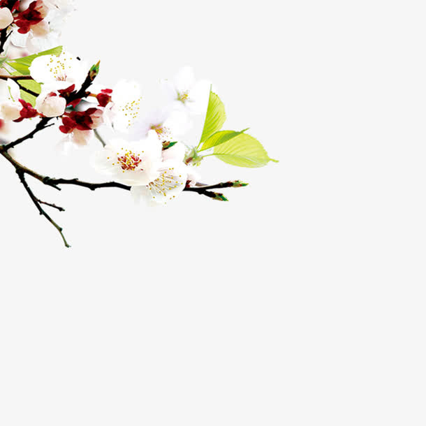 桃花梨花免抠