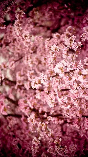 美丽日本樱花小清新H5背景素材高清