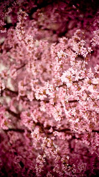 美丽日本樱花小清新H5背景素材高清