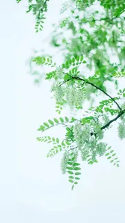 自然风景背景树枝背景绿色背景清新H5背景高清