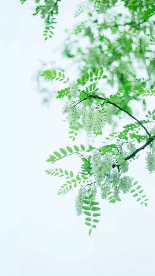 自然风景背景树枝背景绿色背景清新H5背景高清