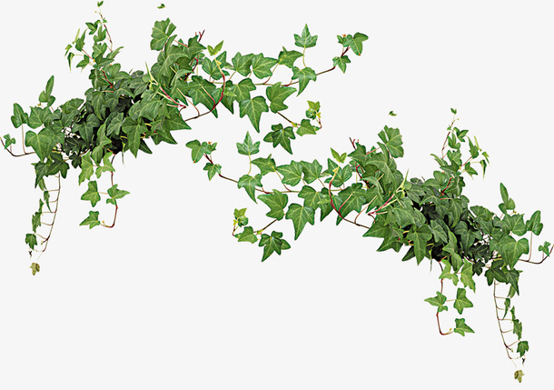 爬藤植物免抠