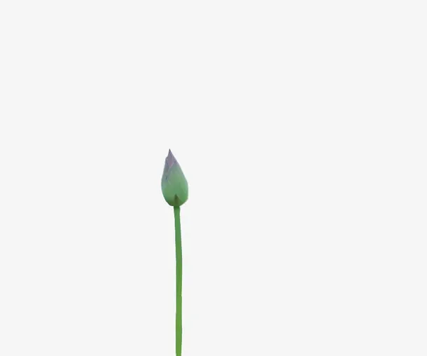 莲花免抠