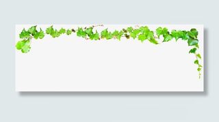 绿色藤蔓藤子边框装饰免抠