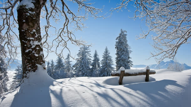 雪后的大树雪地阳光免抠