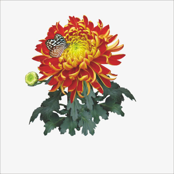 重阳鲜花免抠