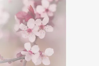 春天 草地 桃花 梨花 渐变透明元素13免抠背景场景背景元素