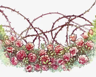 手绘玫瑰花免抠