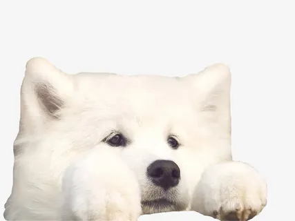 可怜的萨摩耶免抠