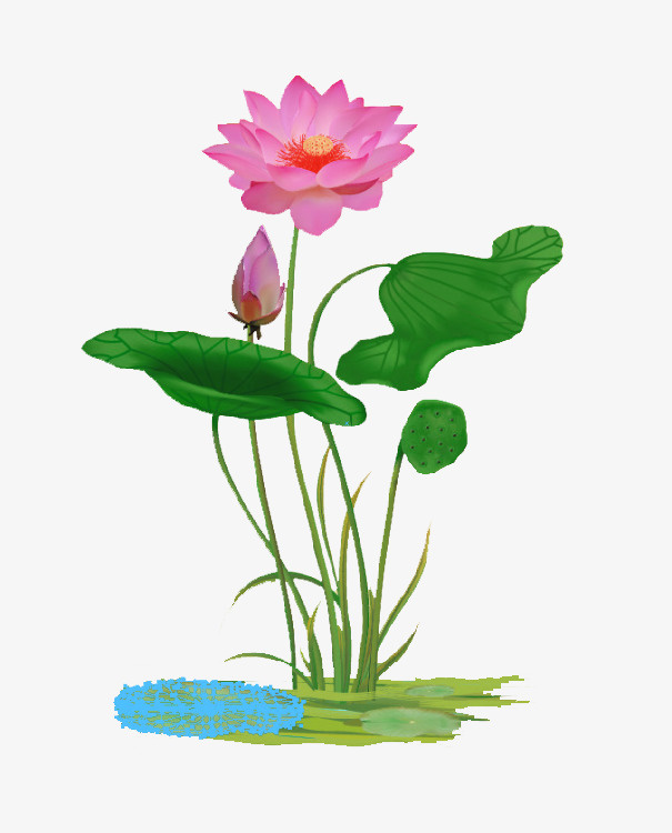 荷花元素免抠