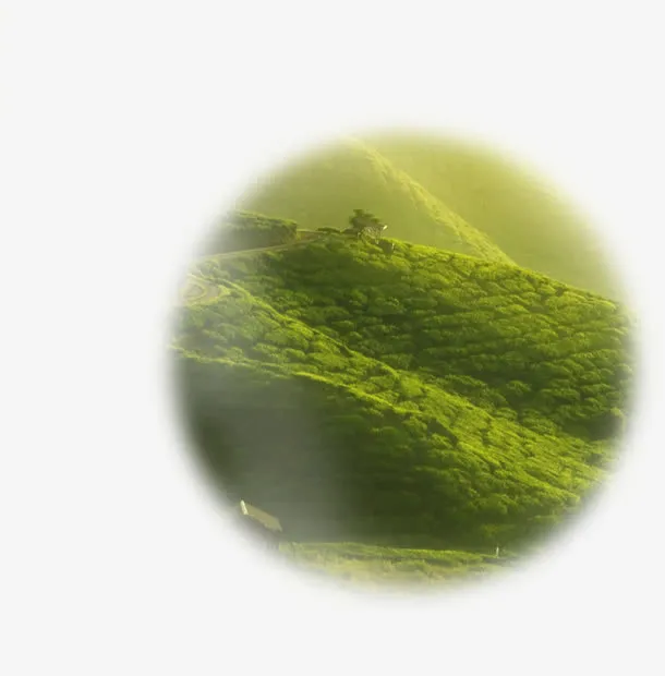 茶园免抠