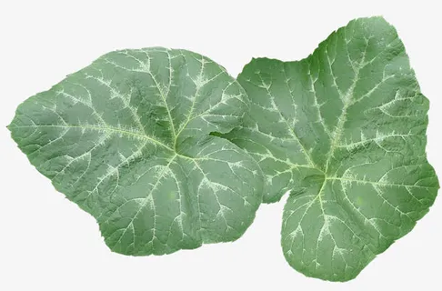 深绿色的荷花叶免抠