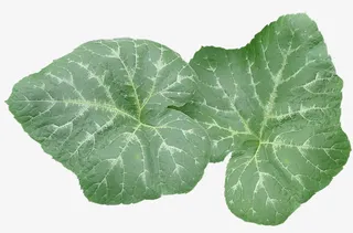 深绿色的荷花叶免抠