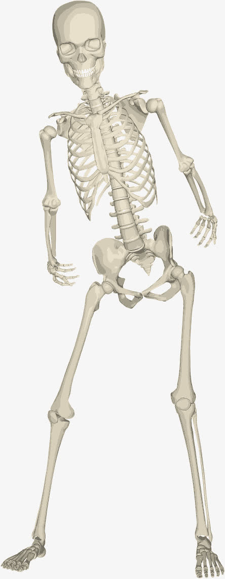 人体骷髅免抠