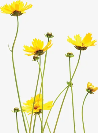 春天环保黄色花朵免抠