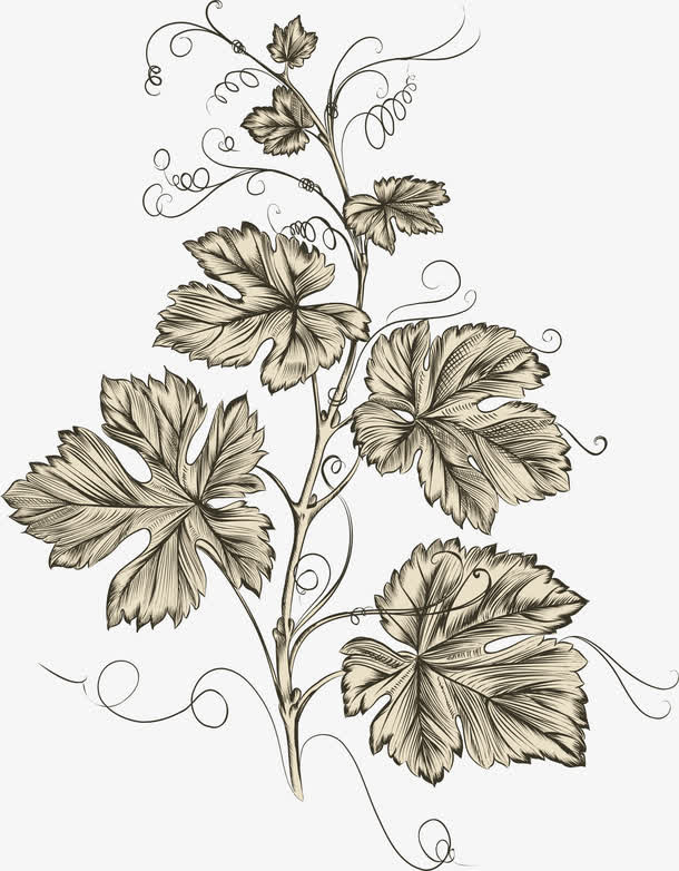 手绘素描葡萄藤免抠