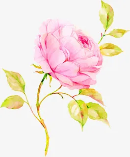 手绘绿叶粉色绽放花朵免抠