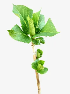 桑叶  透明背景png素材