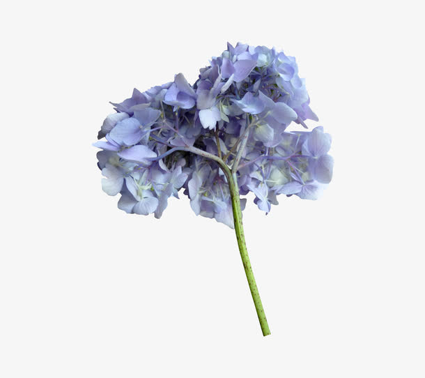 蓝花免抠