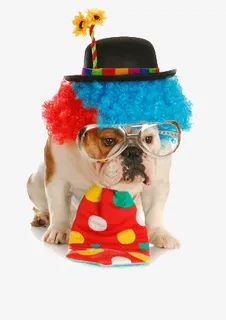 装扮花哨的狗免抠 装扮花哨的狗免抠