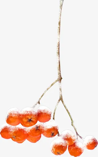 冬枝装饰素材免抠